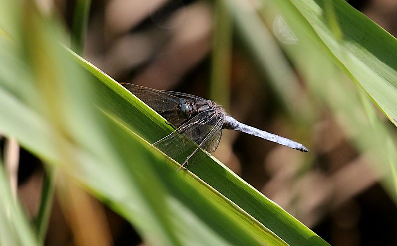 Mindre Sjtrollslnda (Orthetrum coerulescens) Keeled Skimmer