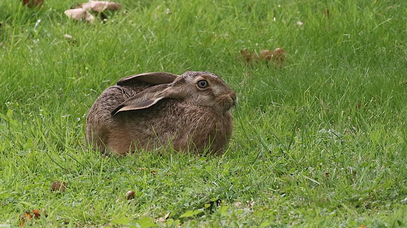 Brown Hare (Lepus europaeus)