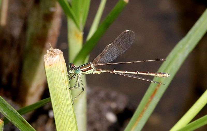 Vandrande Smaragdflickslnda (Lestes barbarus) Shy Emerald Damselfly