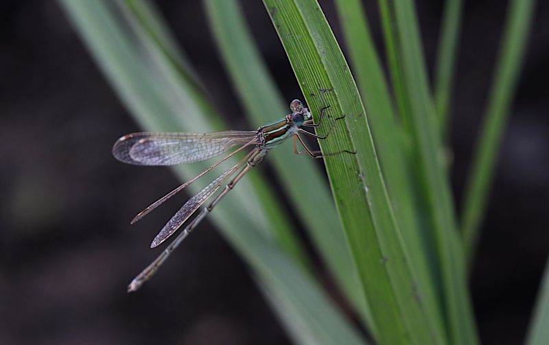 Vandrande Smaragdflickslnda (Lestes barbarus) Shy Emerald Damselfly
