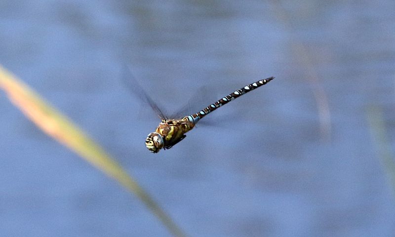 Höstmosaikslända (Aeshna mixta) Migrant Hawker