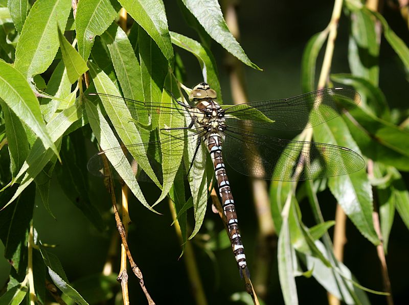 Blgrn Mosaikslnda (Aeshna cyanea) Southern Hawker