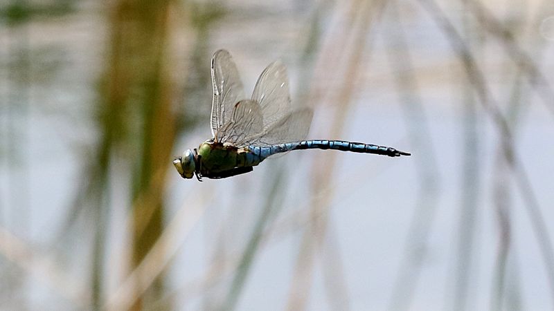 Bl Kejsartrollslnda (Anax imperator) Blue Emperor