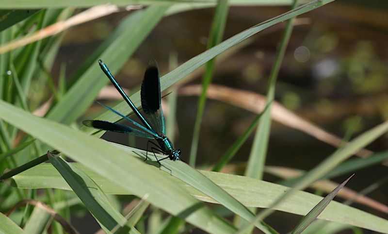 Blbandad Jungfruflickslnda (Calopteryx splendens) Blue-banded Demoiselle