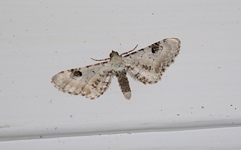 Klintmalmtare (Eupithecia centaureata) Lime-spec Pug