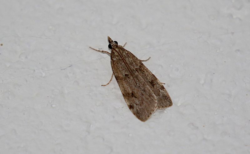 Stamugglemott (Eudonia truncicolella) Ground-moss Grey