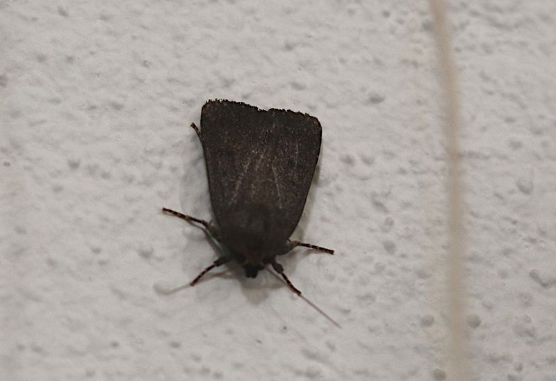Treprickigt Buskfly (Amphipyra tragopoginis) Mouse Moth