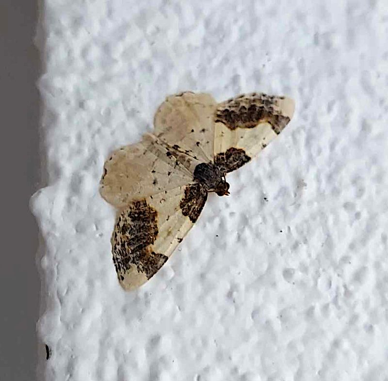 Benvedsmtare (Ligdia adustata) Scorced Carpet