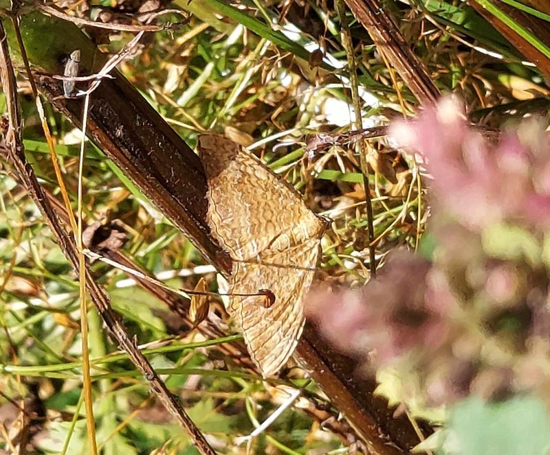 Moths of Sweden