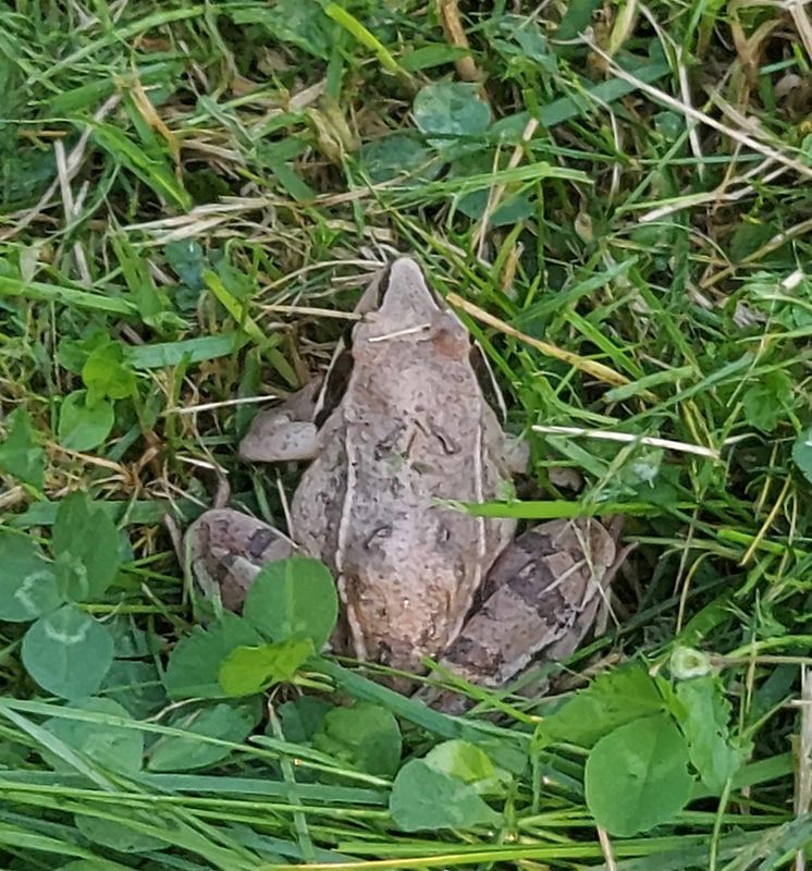 Lngbensgroda (Rana dalmatina) Agile Frog