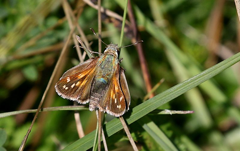 Silversmygare (Hesperia comma) Silver-spotted Skipper