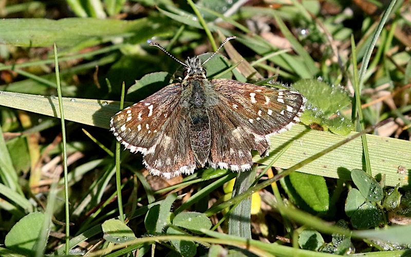 Backvisslare (Pyrgus armoricanus) Oberthr's grizzled skipper