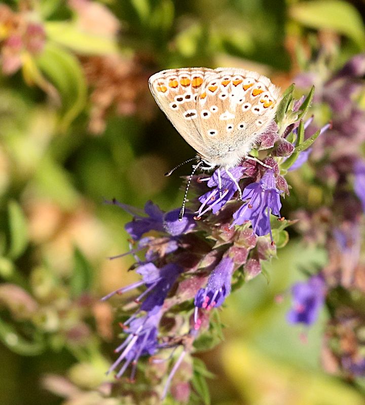 Rdflckig Blvinge (Aricia agestis) Brown Argus