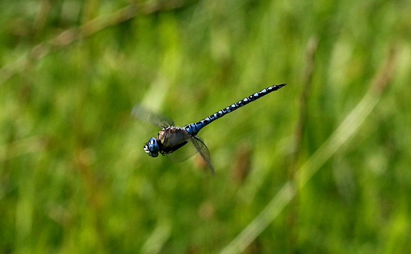 Klarbl Mosaikslnda (Aeshna affinis) Southern Migrant Hawker