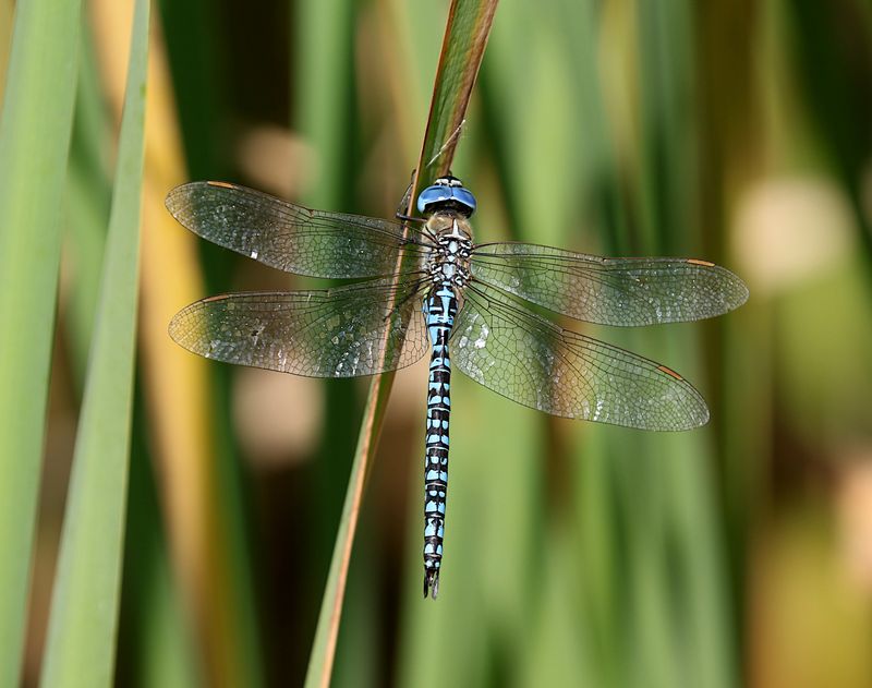Klarbl Mosaikslnda (Aeshna affinis) Southern Migrant Hawker
