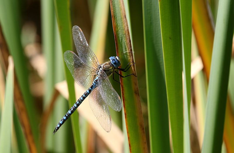 Klarbl Mosaikslnda (Aeshna affinis) Southern Migrant Hawker