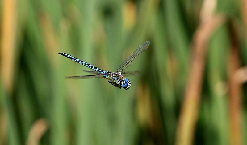 Klarbl Mosaikslnda (Aeshna affinis) Southern Migrant Hawker