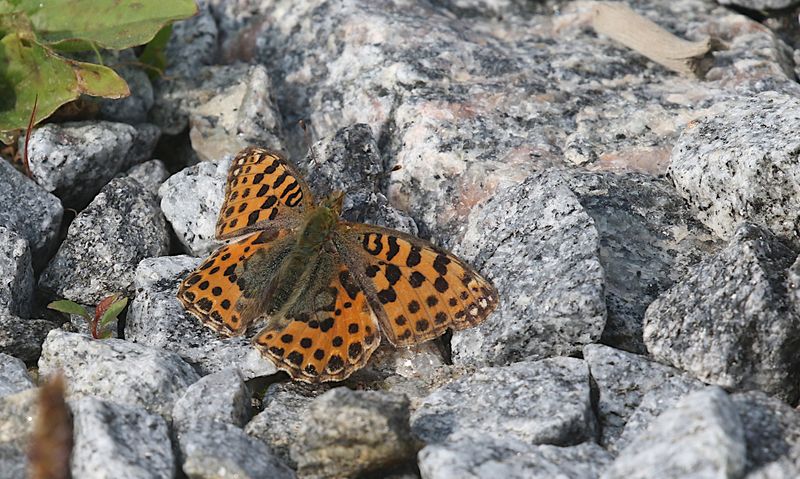 Storflckig Prlemorfjril (Issoria lathonia) Queen of Spain Fritillary