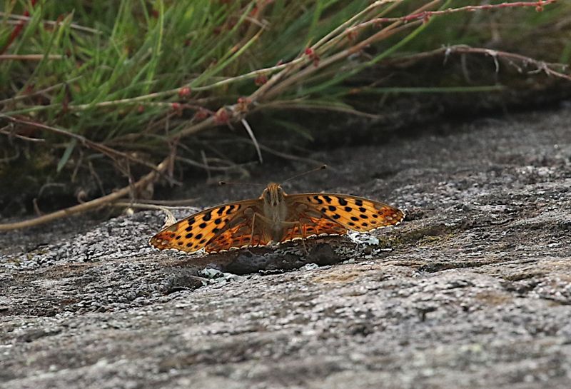 Storflckig Prlemorfjril (Issoria lathonia) Queen of Spain Fritillary