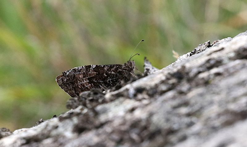 Sandgräsfjäril (Hipparchia semele) Grayling