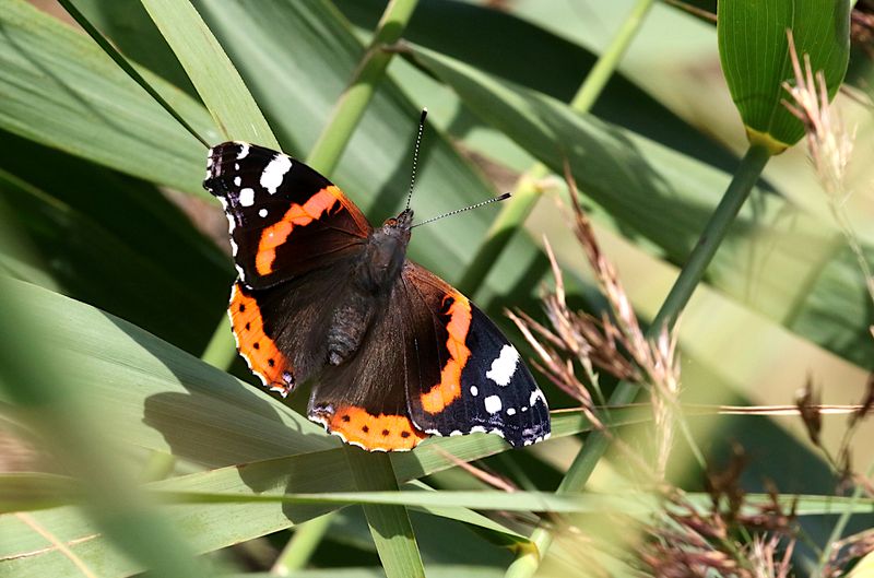 Amiral (Vanessa atalanta) Red Admiral