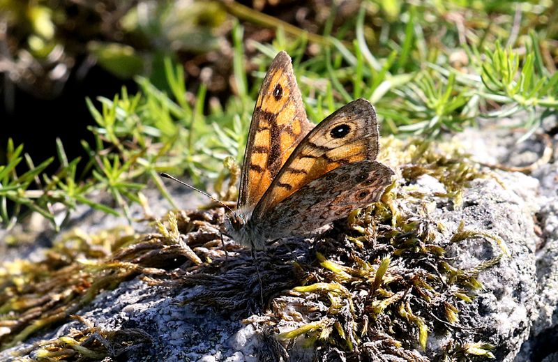 Svingelgrsfjril (Lasiommata megera) Wall Brown