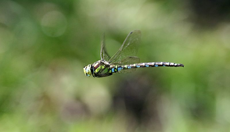 Blgrn Mosaikslnda (Aeshna cyanea) Southern Hawker