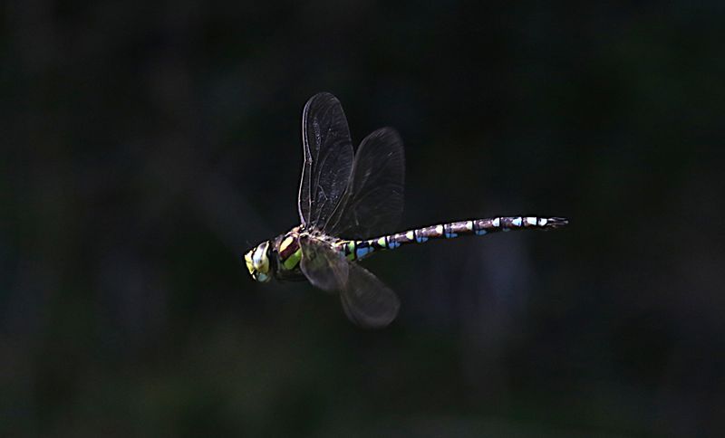 Blgrn Mosaikslnda (Aeshna cyanea) Southern Hawker