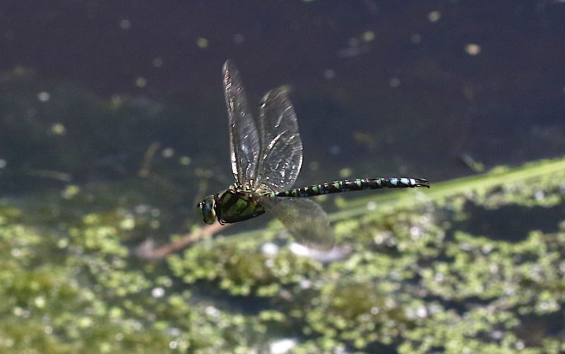 Blgrn Mosaikslnda (Aeshna cyanea) Southern Hawker