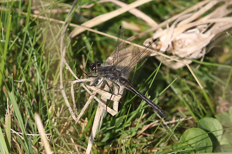 Svart ngstrollslnda (Sympetrum danae) Blackmeadowhawk