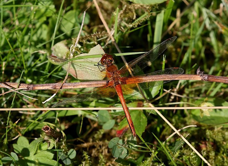 Gulflckad ngstrollslnda (Sympetrum flaveolum) Yellow-wined Darter