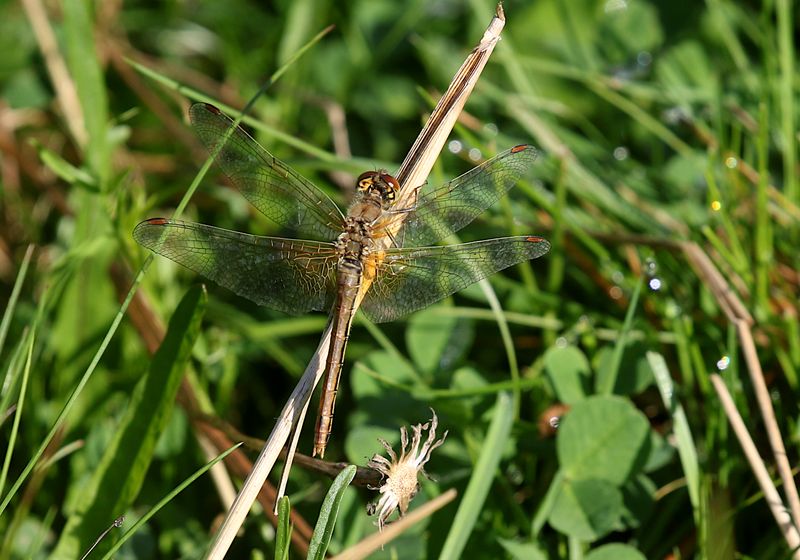 Gulflckad ngstrollslnda (Sympetrum flaveolum) Yellow-wined Darter