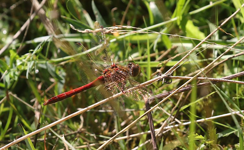Tegelröd Ängstrollslända (Sympetrum vulgatum) Vagrant Darter