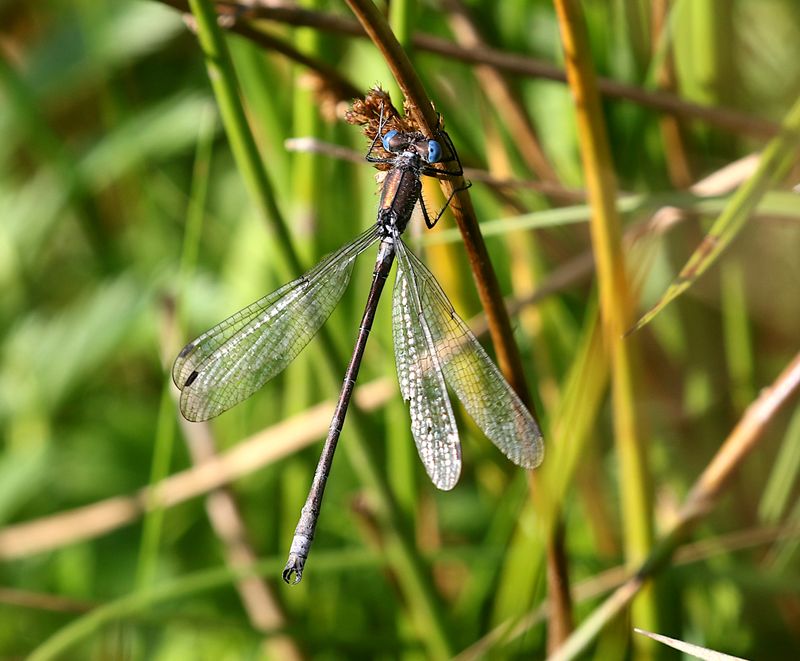 Kraftig Smaragdflickslnda (Lestes dryas) Emerald Spreadwing
