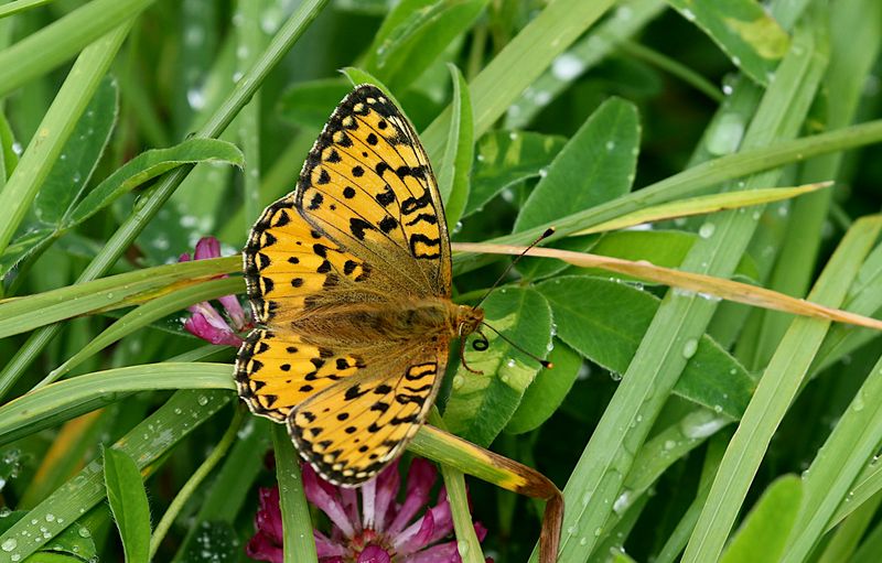ngsprlemorfjril (Argynnis aglaja) Dark Green Fritallary