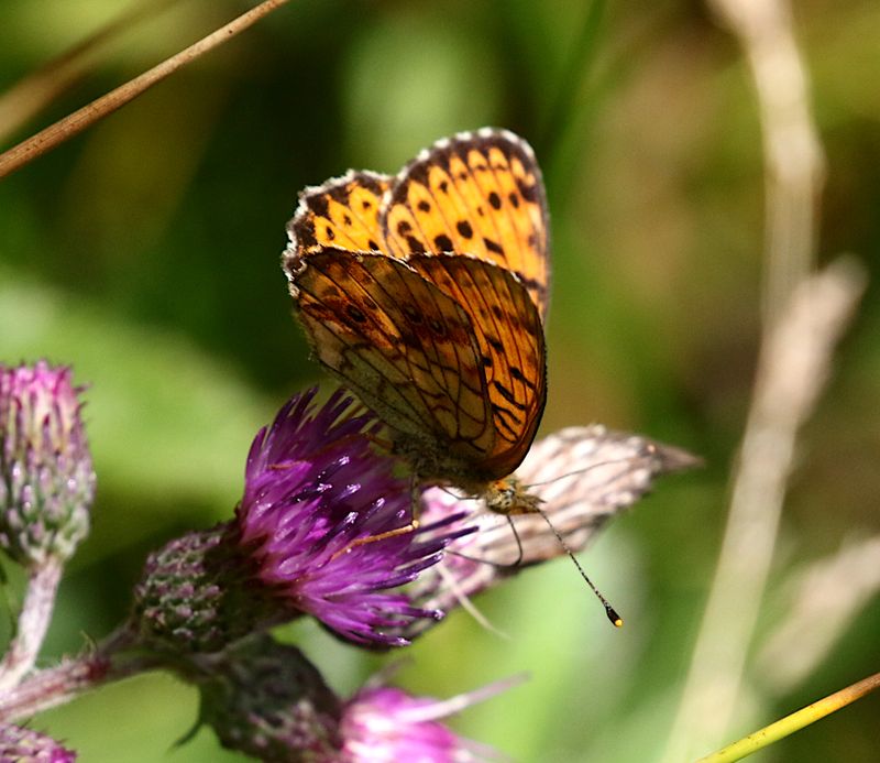 lggrsprlemorfjril (Brenthis ino) Lesser Marbled Fritillary