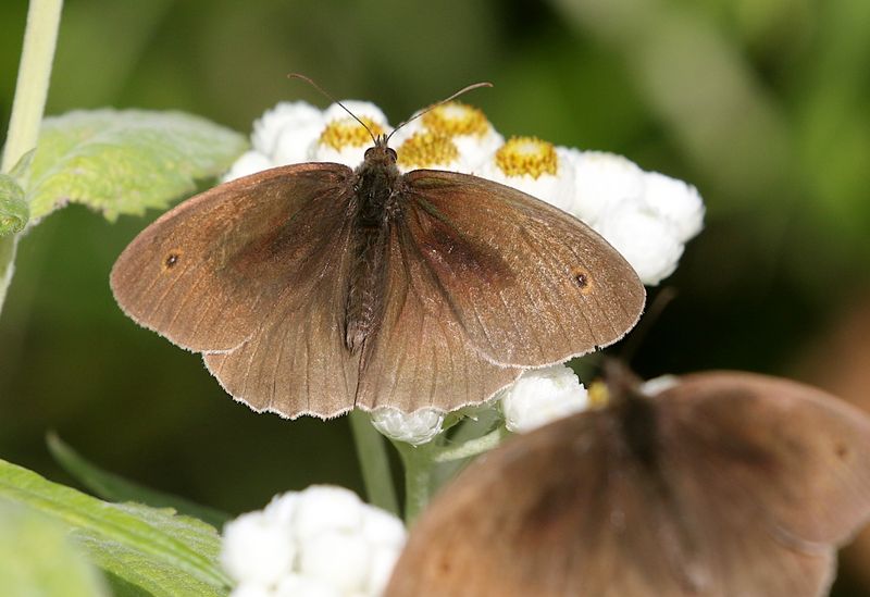 Luktgrsfjril (Aphantopus hyperantus) Ringlet