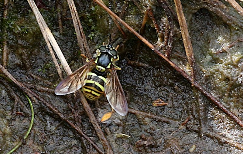 Välvd Getingfluga (Chrysotoxum arcuatum)