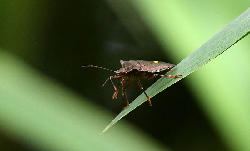 Rödbent Bärfis (Pentatoma rufipes) Red-legged Shield Bug
