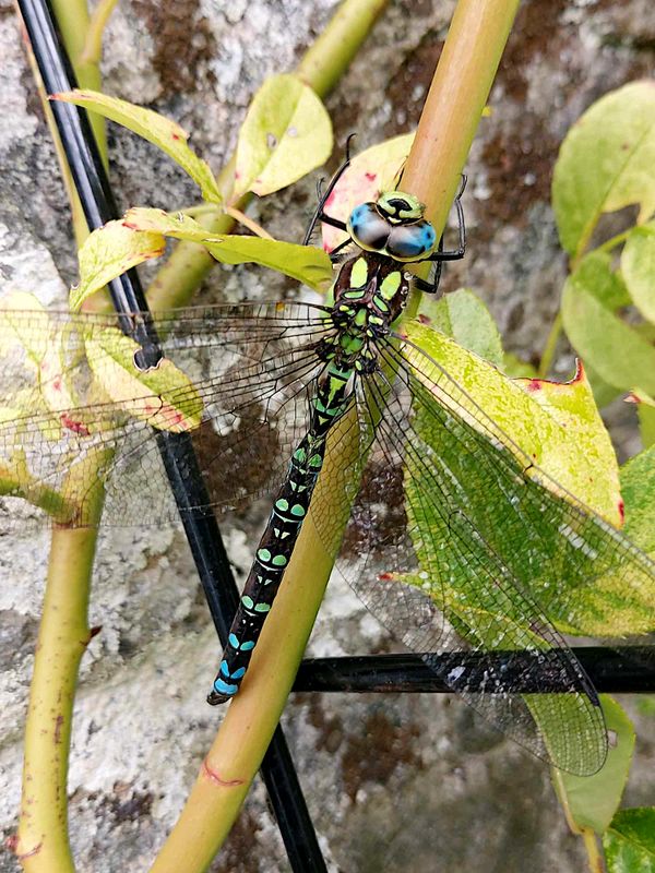 Blgrn Mosaikslnda (Aeshna cyanea) Southern Hawker