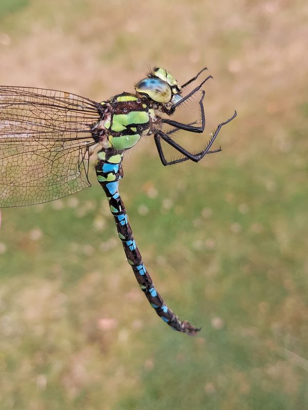 Blgrn Mosaikslnda (Aeshna cyanea) Southern Hawker