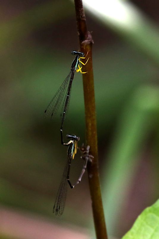 Copera chantaburii 