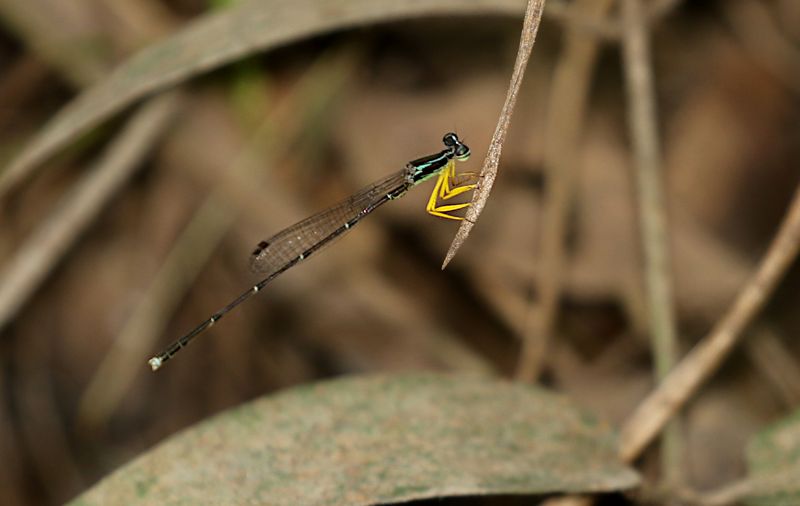 Copera chantaburii 