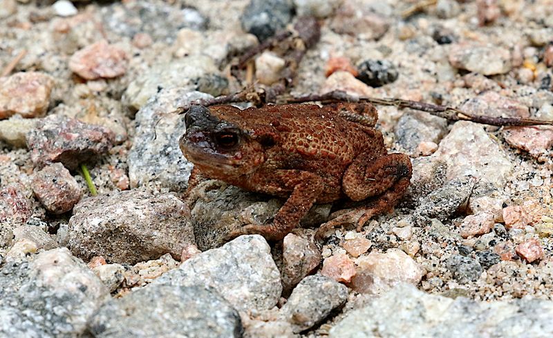 European Toad (Bufo bufo)