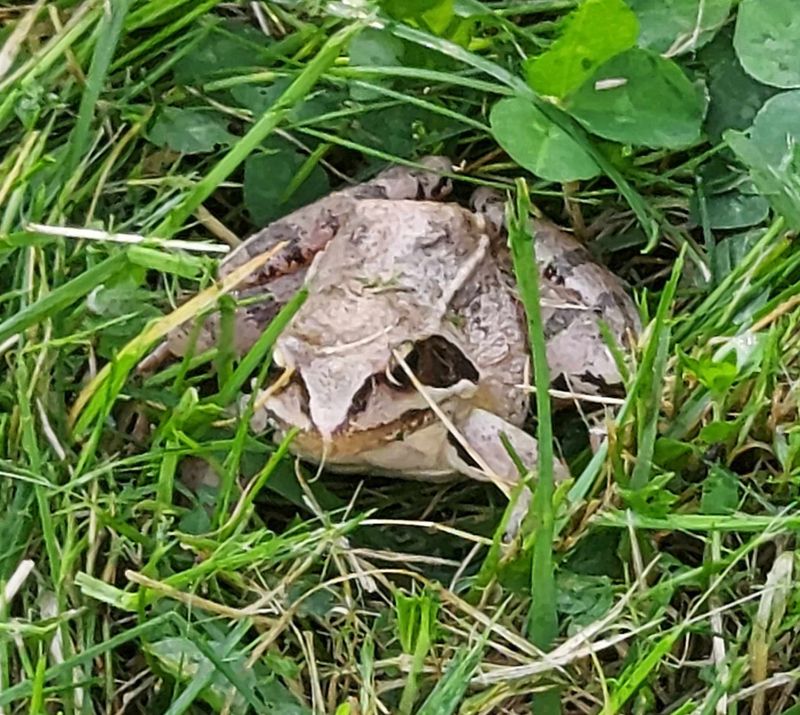 Långbensgroda (Rana dalmatina) Agile Frog