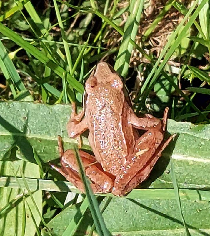 Åkergroda (Rana arvalis) Moor Frog