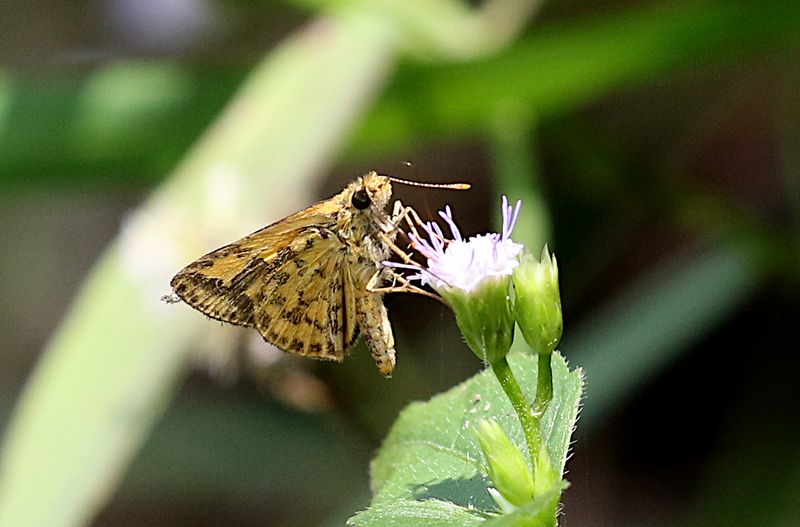 Common Bush Hopper (Ampittia dioscorides)