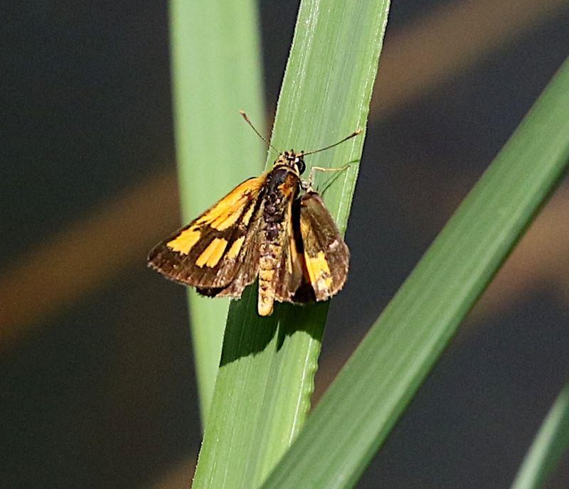 Common Bush Hopper (Ampittia dioscorides)