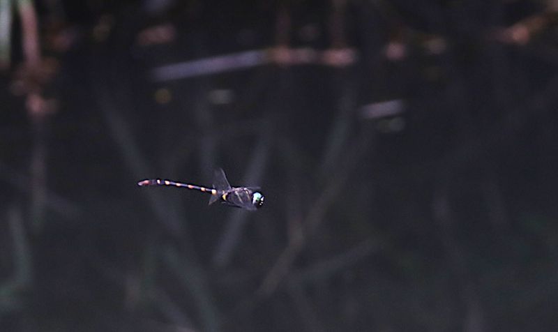 Angled-winged Cruiser (Macromia cupricincta)