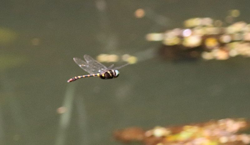Angled-winged Cruiser (Macromia cupricincta)